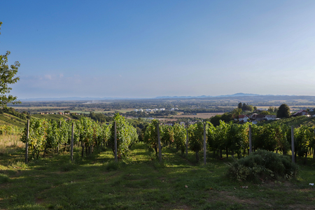 foto Maja Modrinjak_Vinarium 2025-080